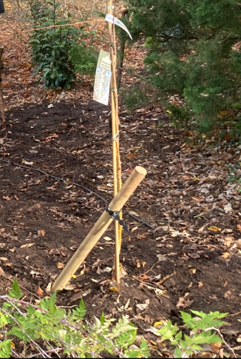 Tree Planting and Selection