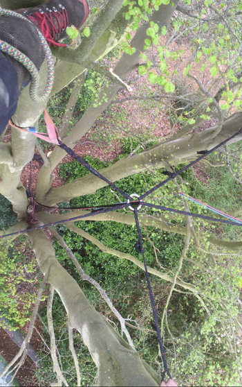 Tree Bracing and Propping