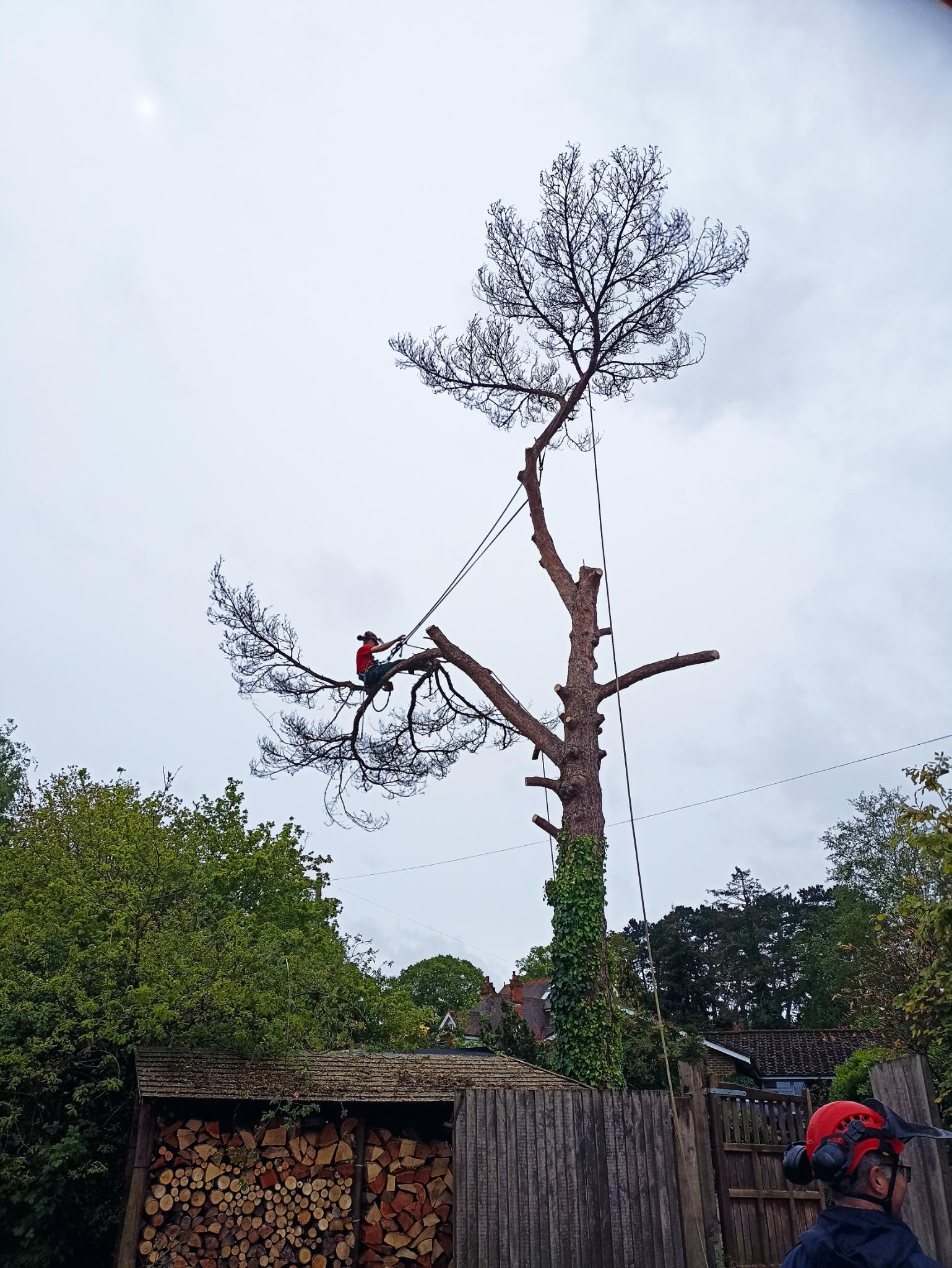 Tree Removals