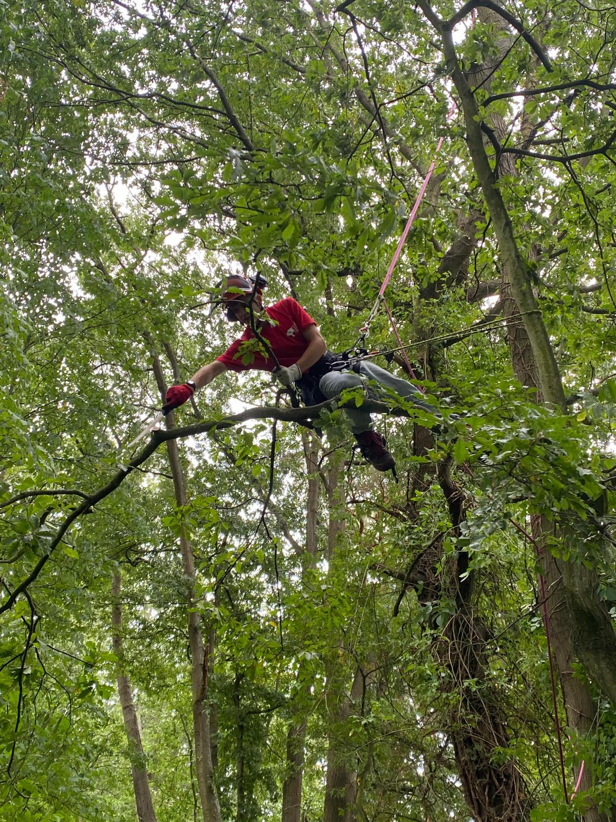 Tree Pruning and Reduction